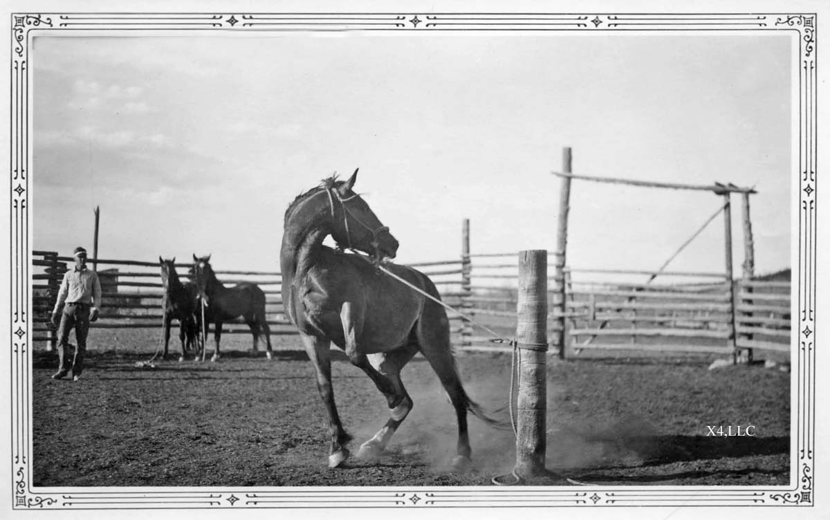 HORSES, HORSES, HORSES HORSES, HORSES, HORSES